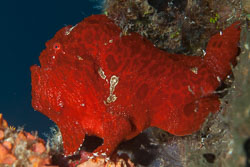 BD-150423-Maldives-7929-Antennarius-commerson.-(Lacepède.-1798)-[Commerson's-frogfish].jpg